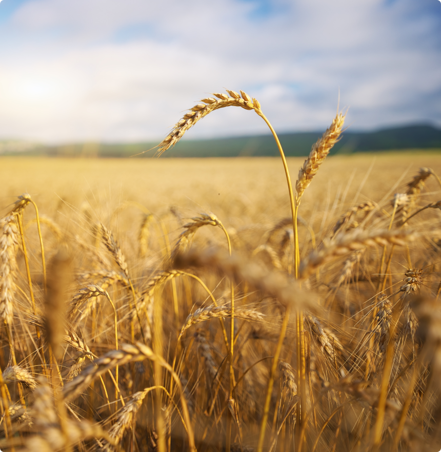 Diversified Commodity Platform